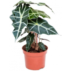 Растение Алоказия Полли 12х30см АКЦИЯ 20%