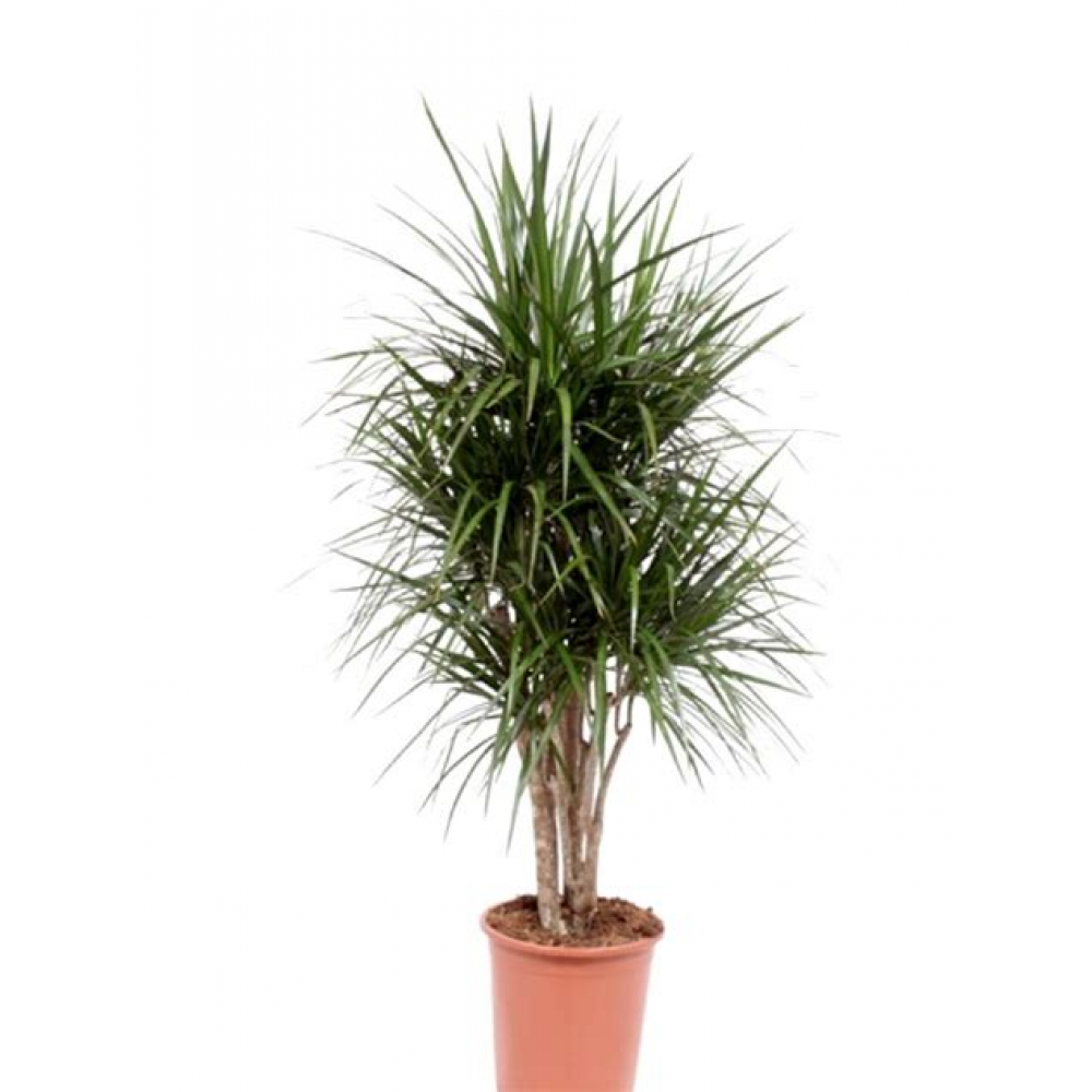 Растение Драцена Маргината 17х80см