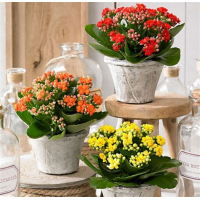 Растение Каланхоэ 12х25см