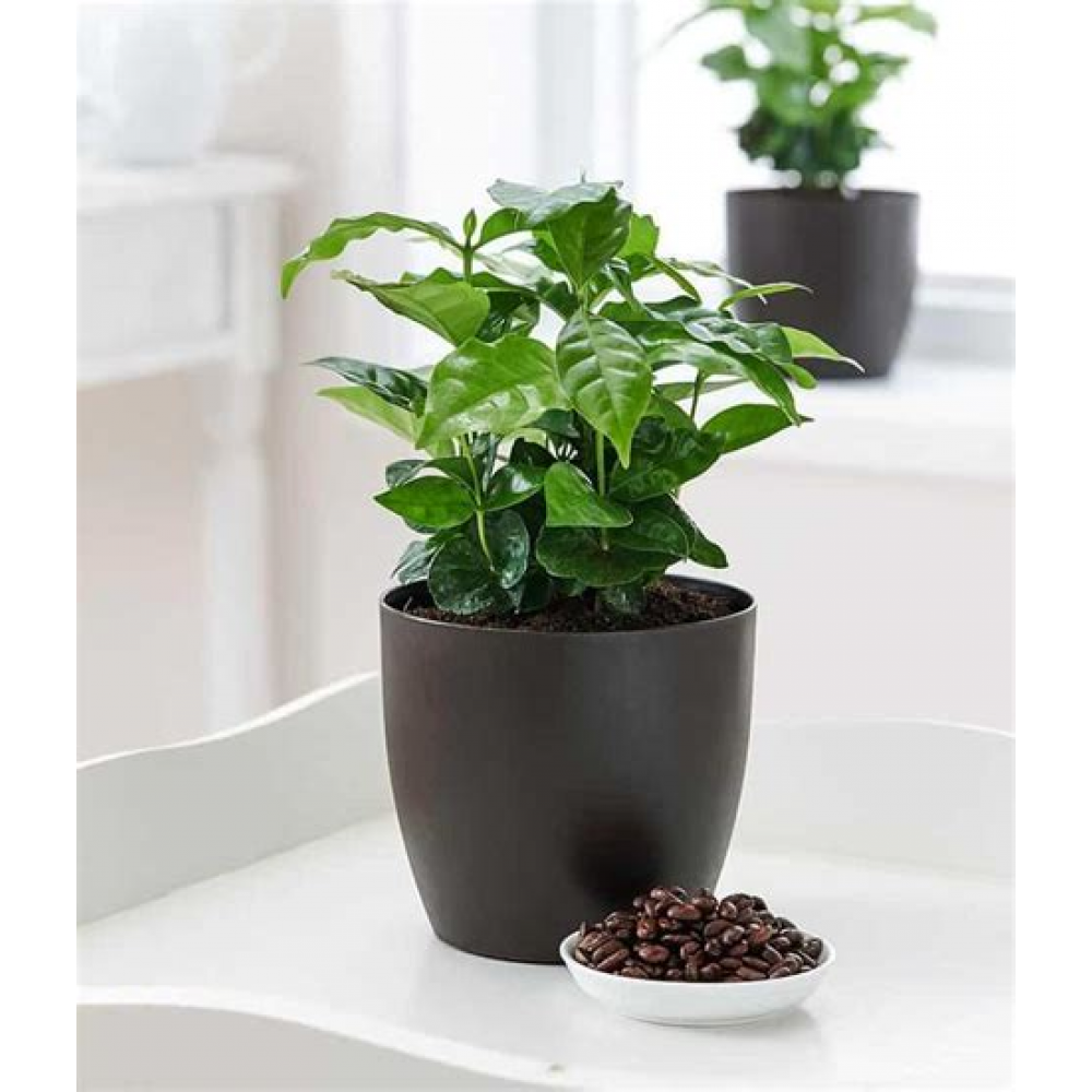 Растение Кофе Арабика 12х24см