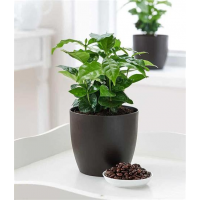 Растение Кофе Арабика 12х24см