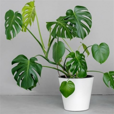 Растение Монстера Деликатесная 17х65см