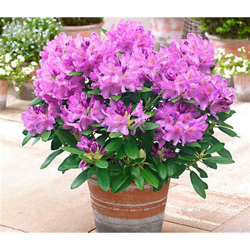 Растение Монстерра 13х50см Растение Монстерра 13х50см