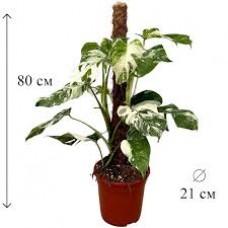 Растение Монстерра 13х50см
