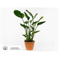 Растение Стрелитция 12х60см