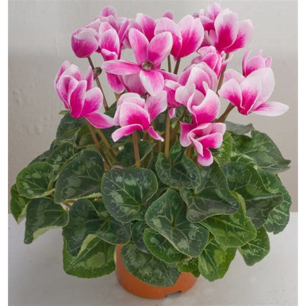 Растение Цикламен 10х25см Растение Цикламен 10х25см