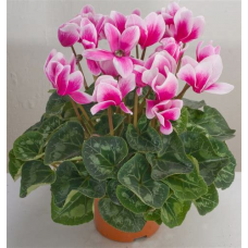 Растение Цикламен 10х25см