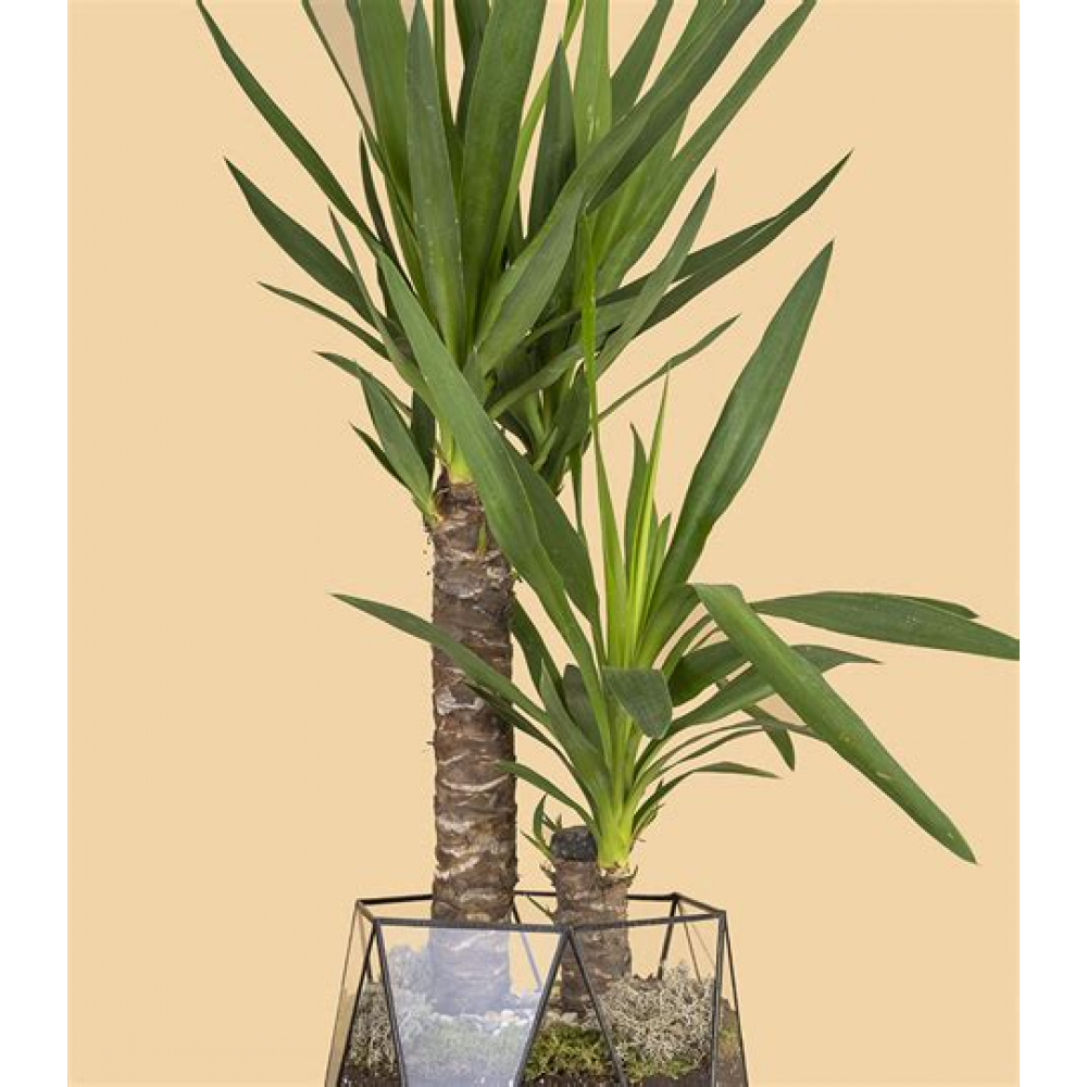 Растение Юкка 14х60см Растение Юкка 14х60см