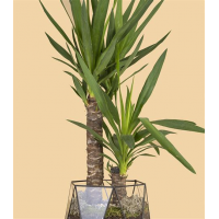 Растение Юкка 14х60см
