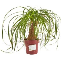 Растение Нолина 14х40см