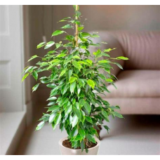 Растение Фикус Бенедикта Амстел Кинг 27х145см