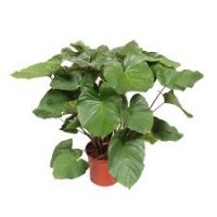 Растение Хомаломена 12х30см