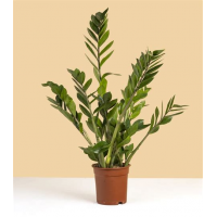 Растение Замиокулькас 14х50см