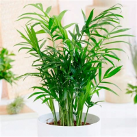 Растение Хамедорея 12х40см