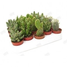 Растение Опунция микс 5х10см