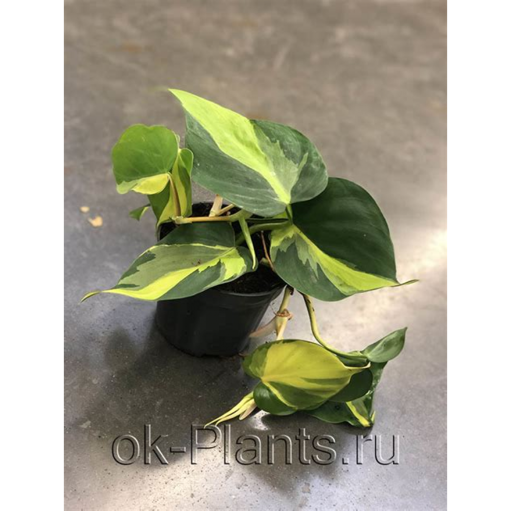 Растение Филодендрон Розовая платина 9х30см