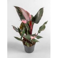 Растение Филодендрон Розовая платина 9х30см