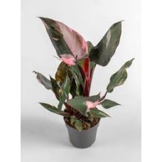 Растение Филодендрон Розовая платина 9х30см