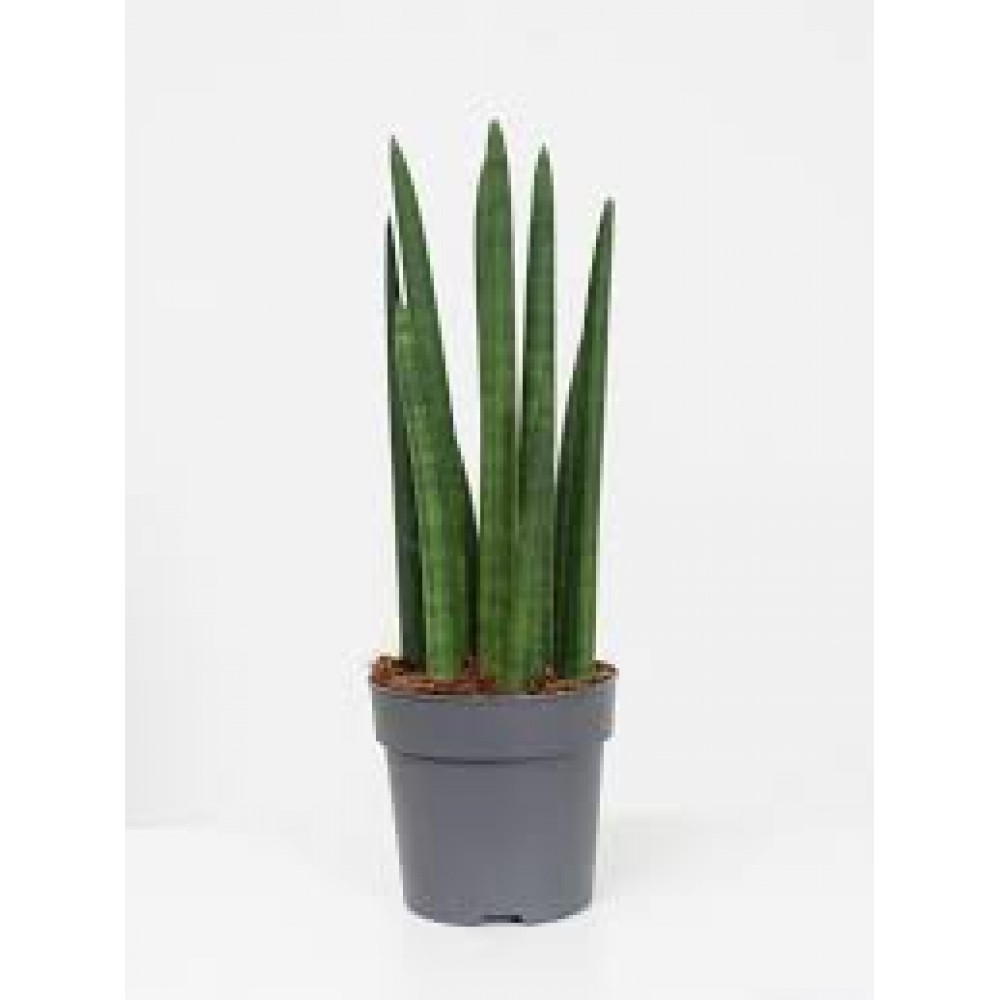 Растение Сансеверия Цилиндр 12х40см Растение Сансеверия Цилиндр 12х40см