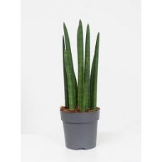 Растение Сансеверия Цилиндр 12х40см