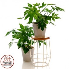 Стойка под цветы с деревом 66-411