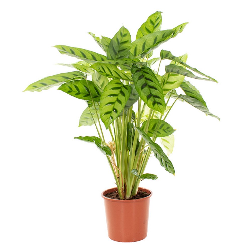 Растение Калатея Леопардина 12х40/35см Растение Калатея Леопардина 12х40/35см