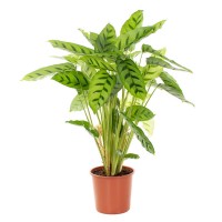 Растение Калатея Леопардина 12х40/35см