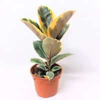 Растение Фикус эластика Тинеке 12х35см