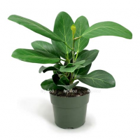 Растение Фикус бенгальский Одри 12х40см