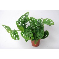Растение Монстера Манки 12х30см