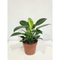 Растение Филодендрон Грин принцесс 15х30см