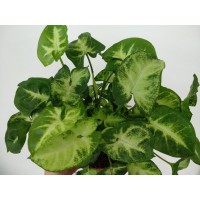 Растение Сингониум Пикси 12х25см