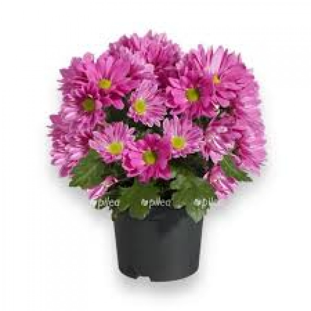 Растение Хризантема 12х25см