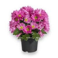 Растение Хризантема 12х25см