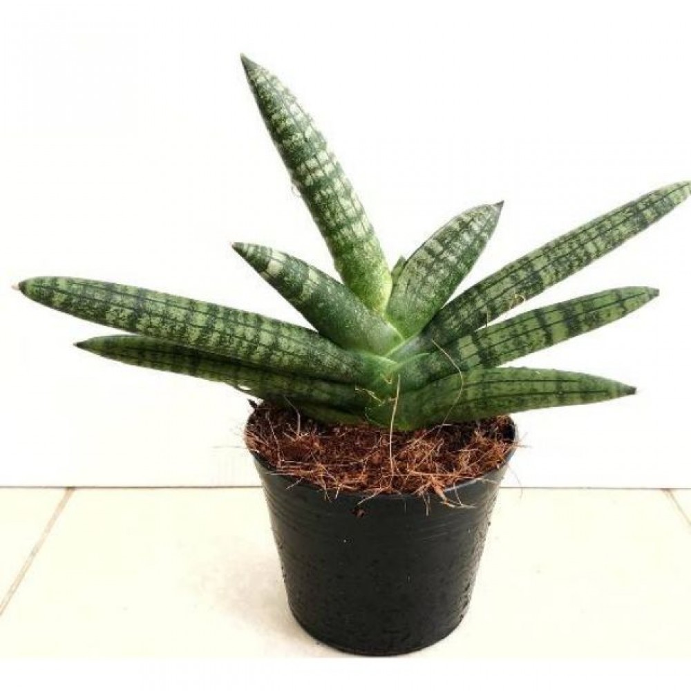 Растение Гастерия Литтл Варти 8,5х14см