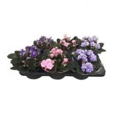 Растение Фиалка 12х20см