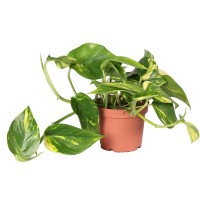 Растение Эпипремнум Карнавал 12х17см