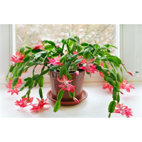 Растение Шлумбергера 11х25см
