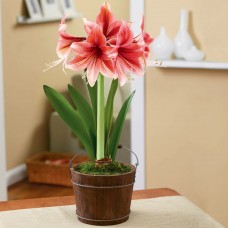 Растение Амариллис 12х25см