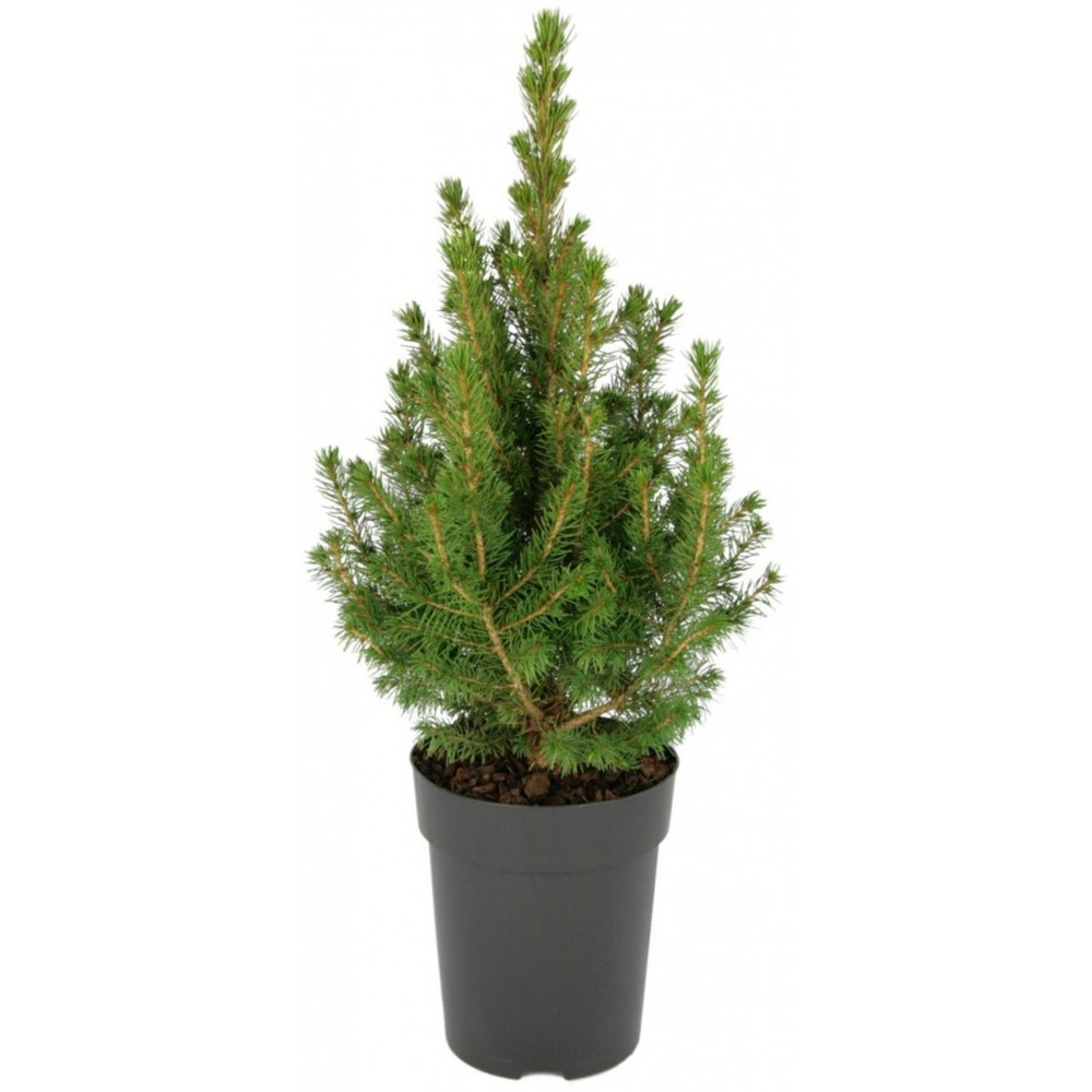 Растение Калла 14х50см