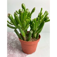 Растение Крассула 12х19/21см