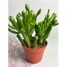 Растение Крассула 12х19/21см