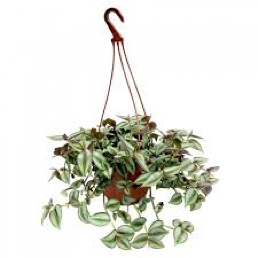 Растение Традесканция подвес 15х30см