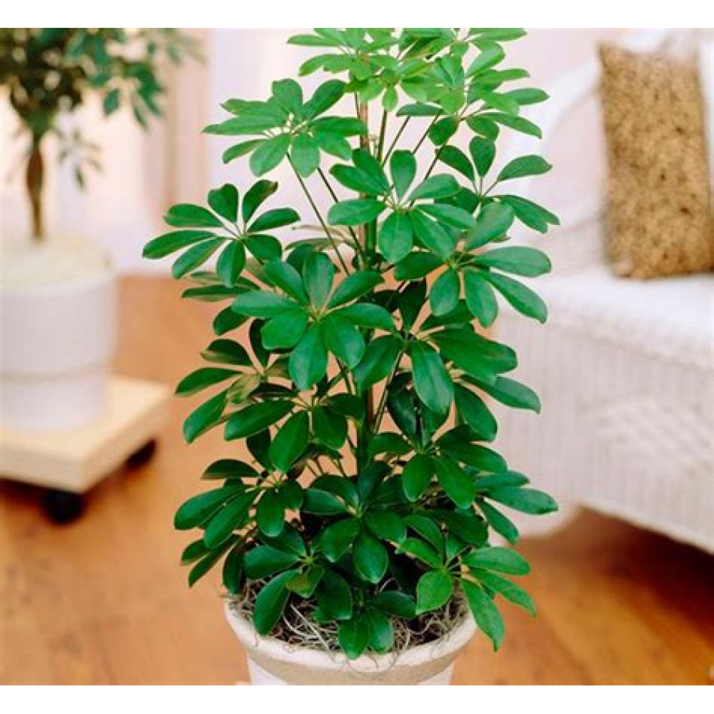 Растение Шеффлера 21х90см