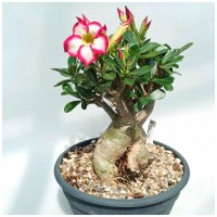 Растение Адениум С1