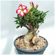 Растение Адениум С1