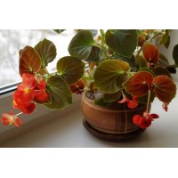Растение Бегония 13х25см
