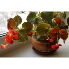 Растение Бегония 13х25см