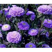 Семена Цветы Астра Букет роскошный голубой однолетняя 0,5г 1+1