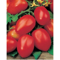 Семена Томат Молодо-зелено 0,1гр Н21